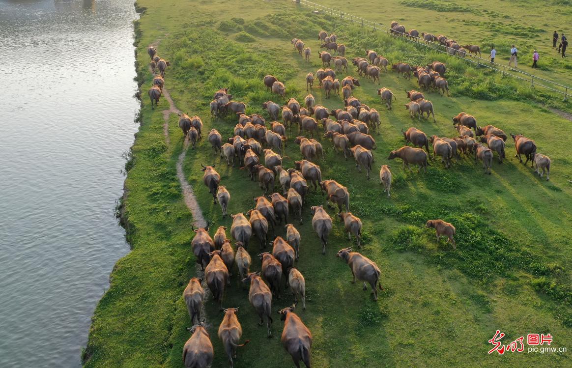 四川蓬安现"百牛渡江"景观