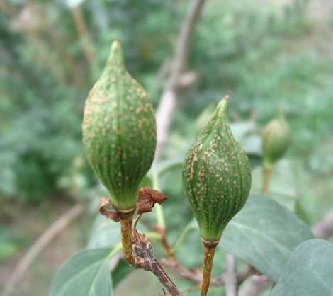 中草药材——连翘