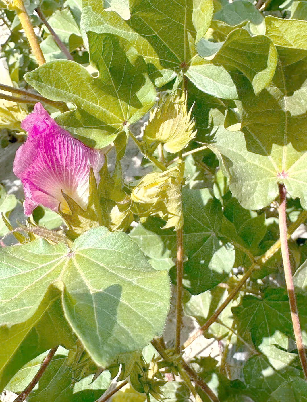 棉花花铃期管理关键:精准施策,助力高产梦想