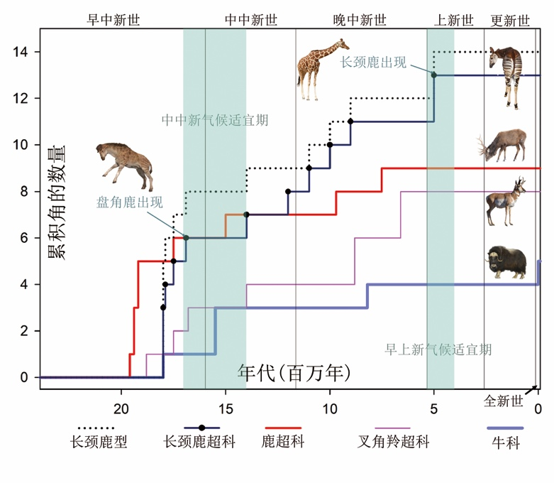 长颈鹿的祖先进化图图片