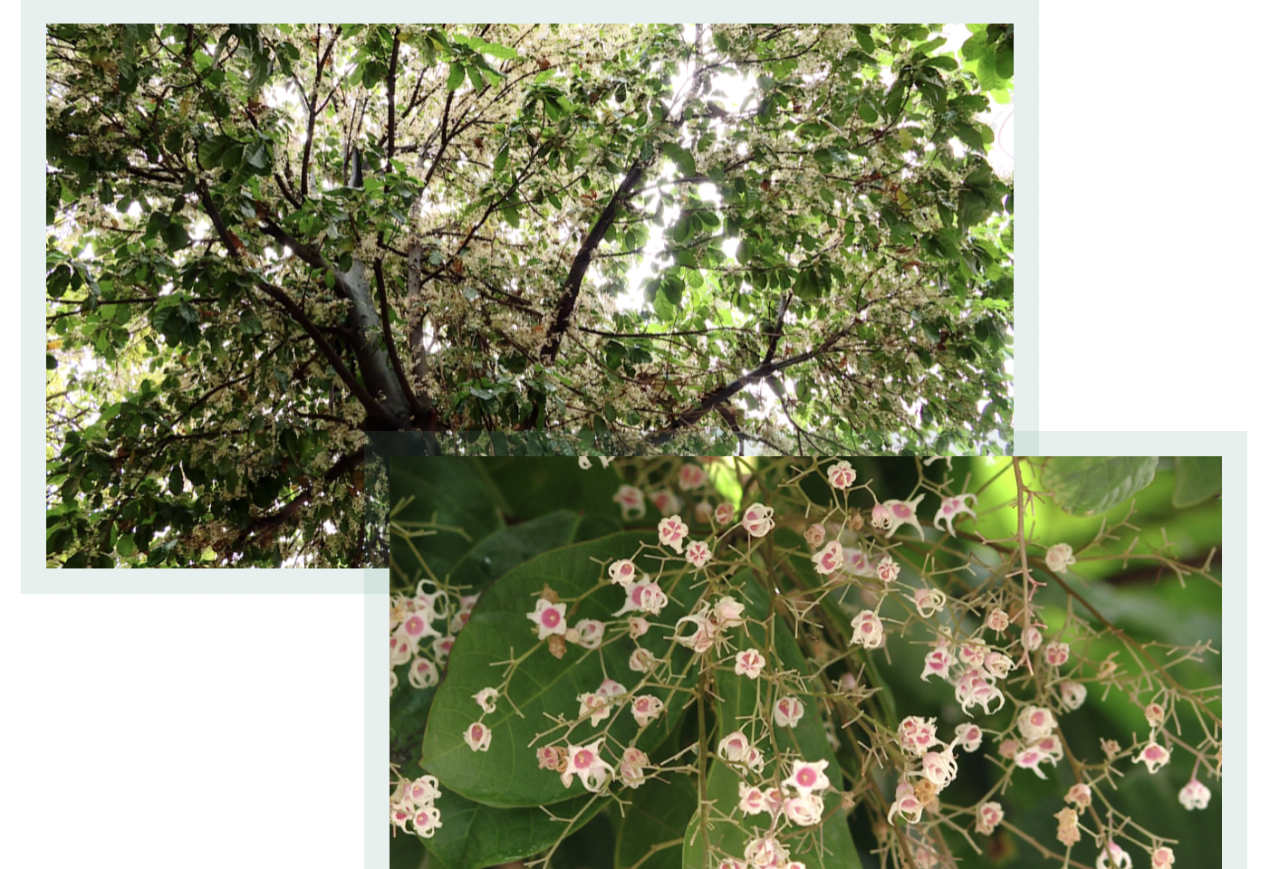 这次是苹婆花,可爱又浪漫