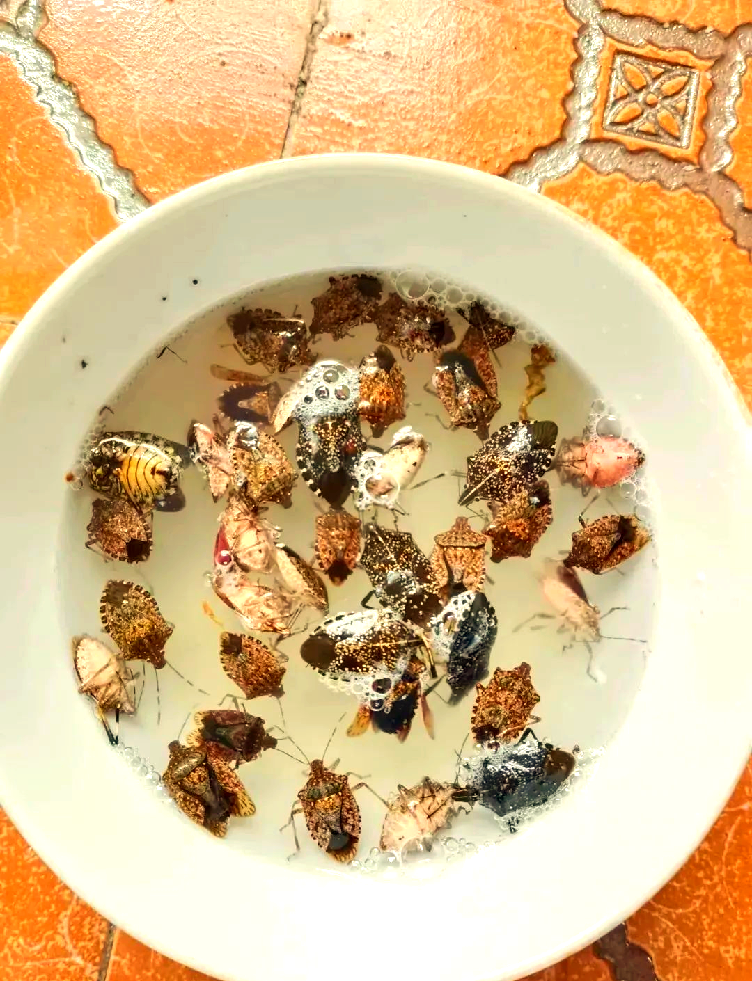 家中出现绿色球球?警惕荔蝽产卵高发期!