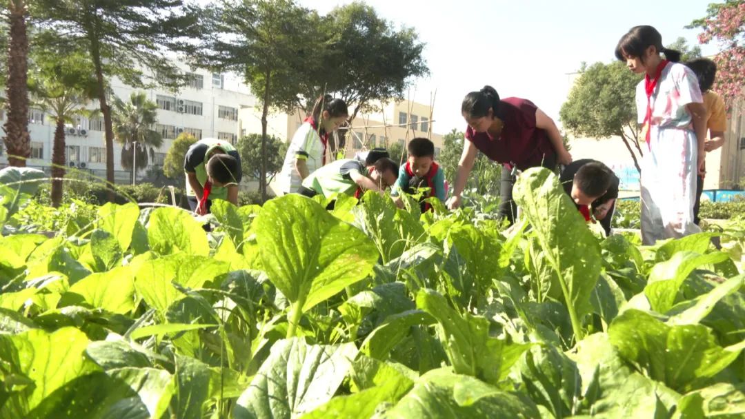 校(园)长有"新"声丨漳州市长泰区古农农场中心小学校长 林加添:我们都