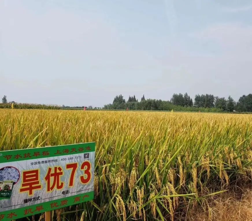 粳型,杂交和常规4大系列17个品种,其中最有代表性的当属"旱优73"
