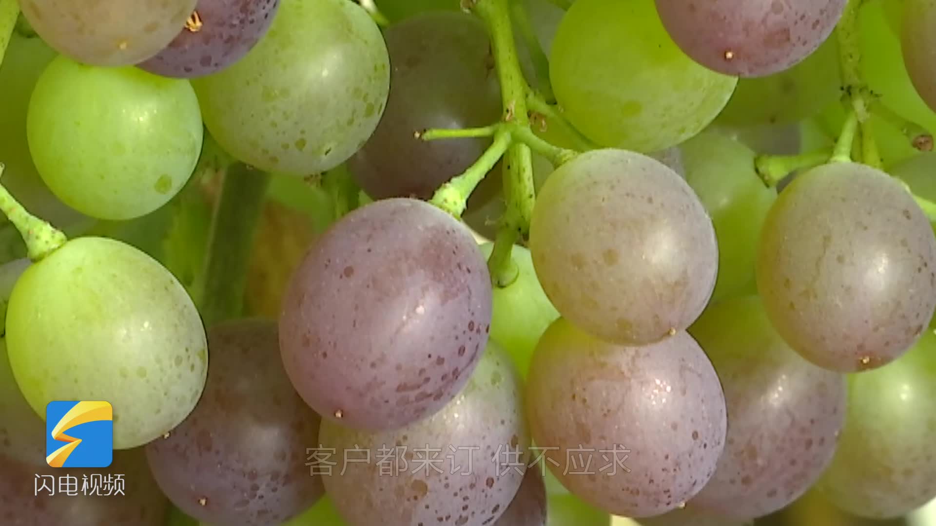 潍坊"半截楼"葡萄预订火爆 一亩地能卖3万多
