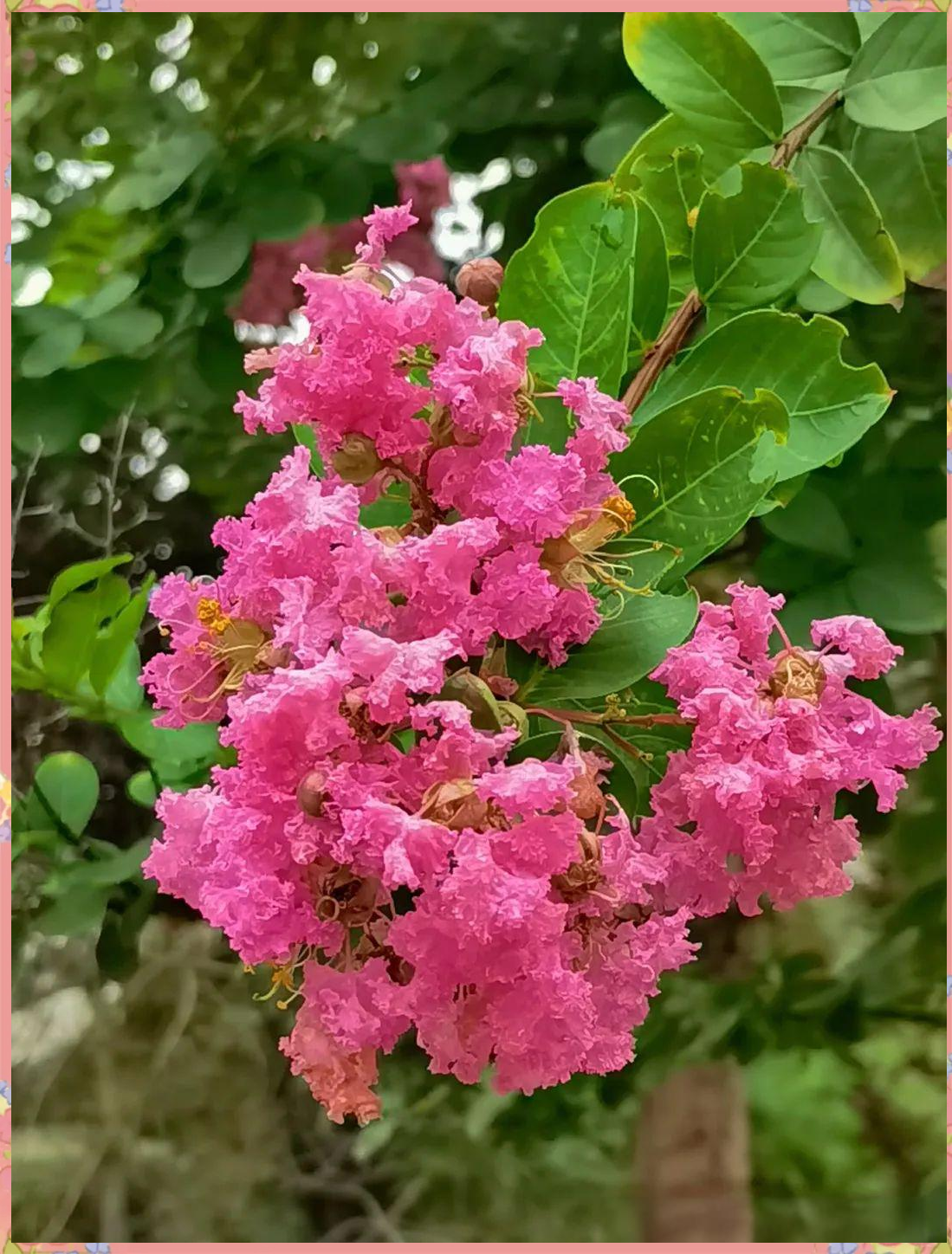 紫薇花:花期极长的"百日红"