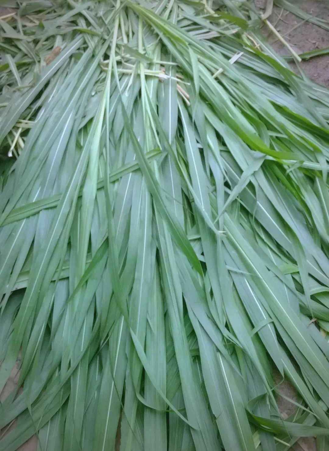 皇竹草的高效种植与养殖应用全攻略