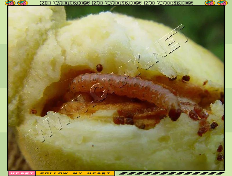 桃蛀螟的有效防治方法:实验发现与应用建议