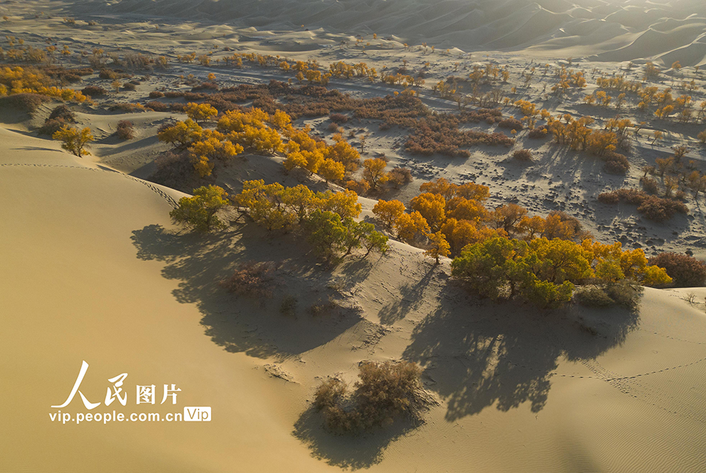 新疆尉犁:沙漠胡杨林