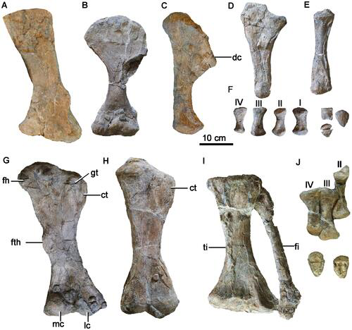 你的老家有龙么我老家可有啊