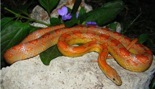 没想到吧原色玉米蛇就有那么多品种