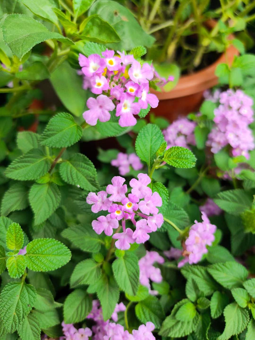 五色梅:一朵花5种颜色,世界十大有毒杂草之一