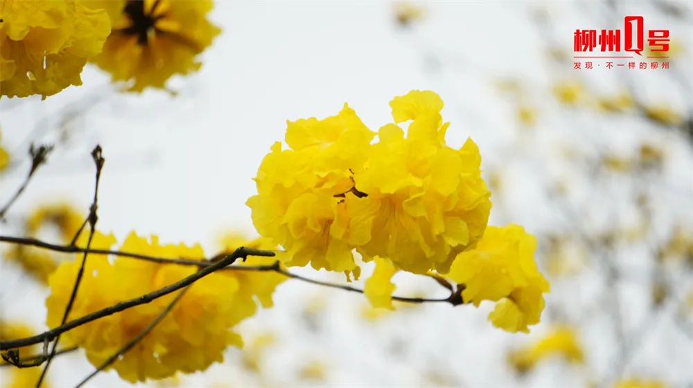 黄花风铃木最新价格表大全图片