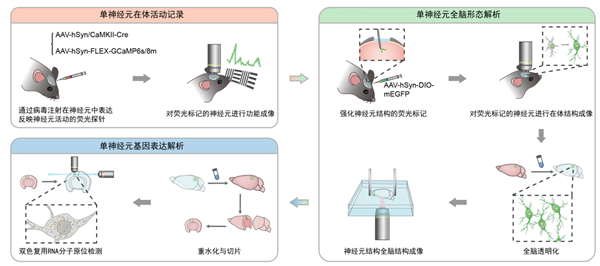 全球首次！我国科学家实现单神经元三模态完整解析