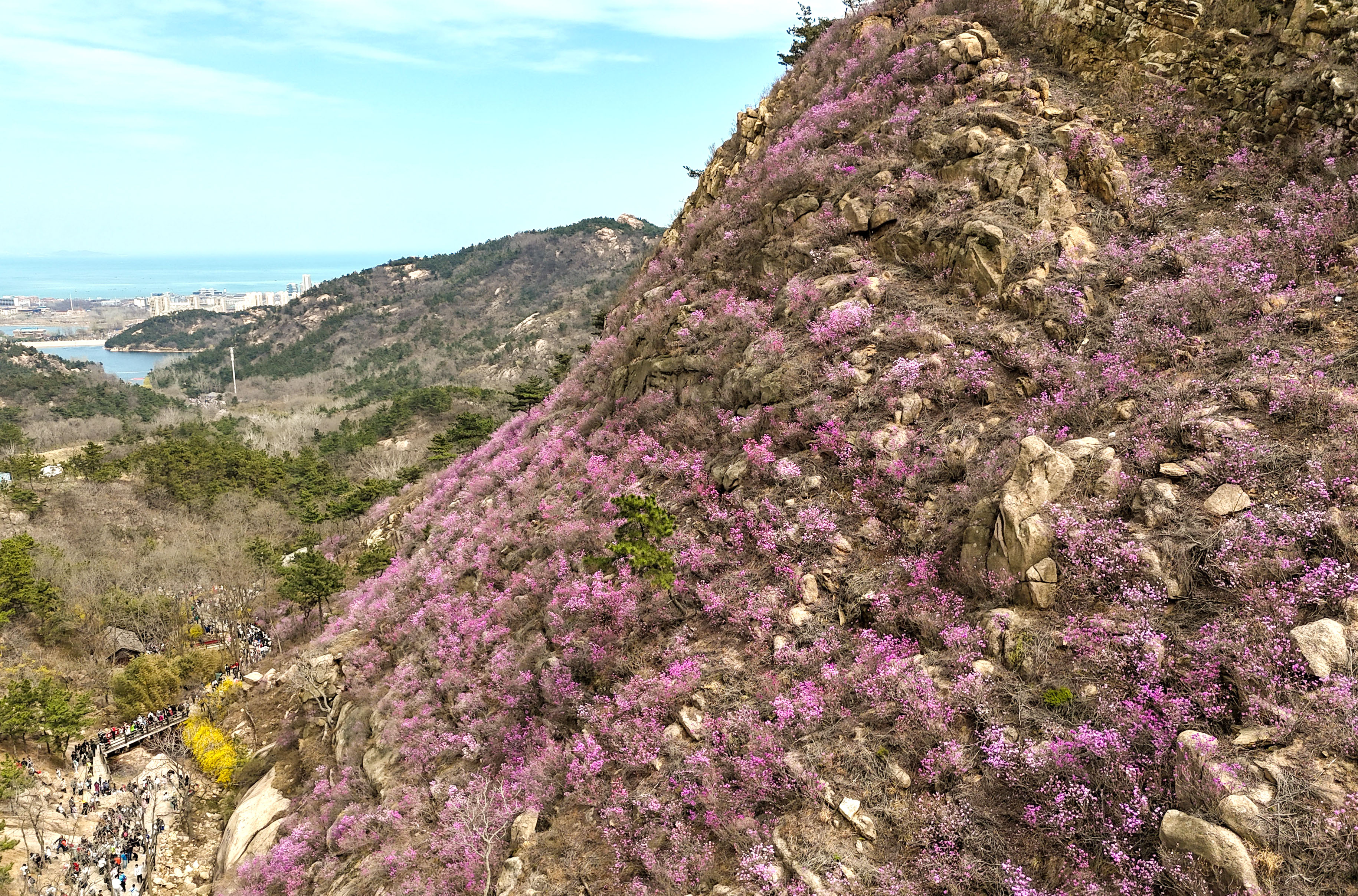 青岛:杜鹃花开迎客来