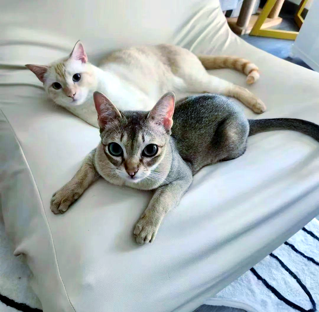 探索新加坡猫:优雅与机敏的都市精灵