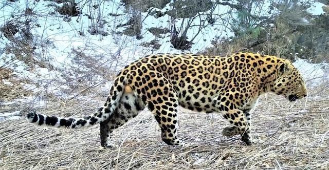 壮观!六盘山华北豹喝水撞见林麝,震撼追赶不攻击