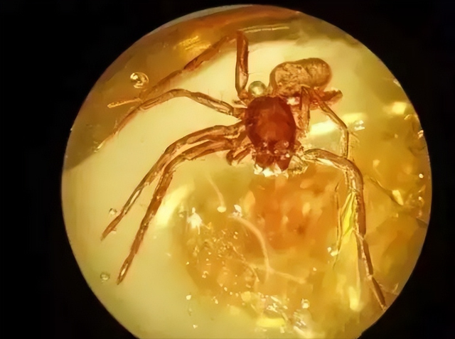 科学家发现世界上最古老的琥珀矿石,年龄接近1亿年