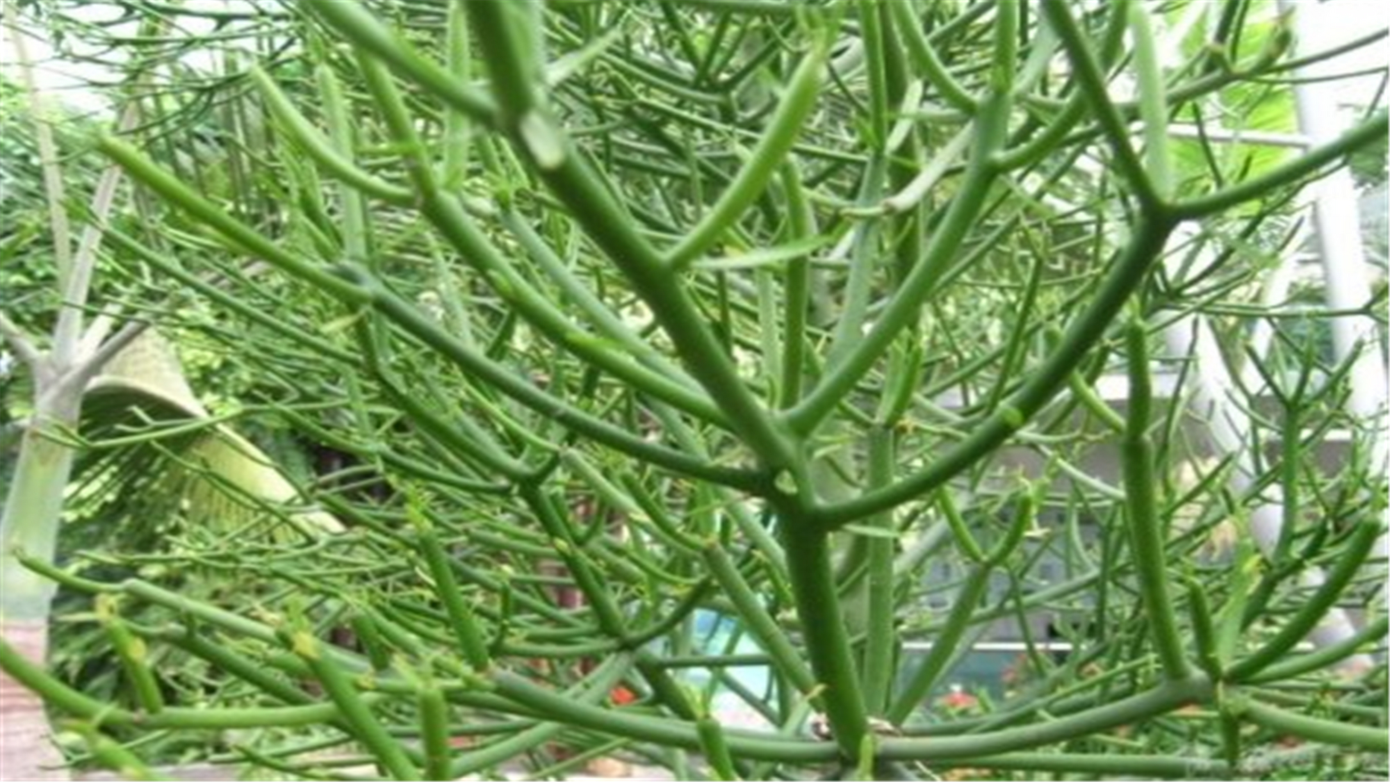 养家里的光棍树枝条长得特长,剪下来水培扦插,根很快冒出来!