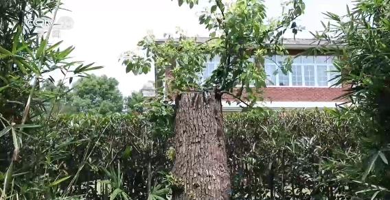 绿化树木修剪价格表大全视频图片