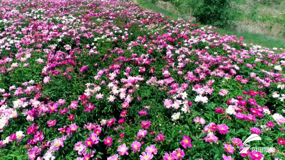 濰坊市濰城區:芍藥花開競芳菲 多彩花海惹人醉