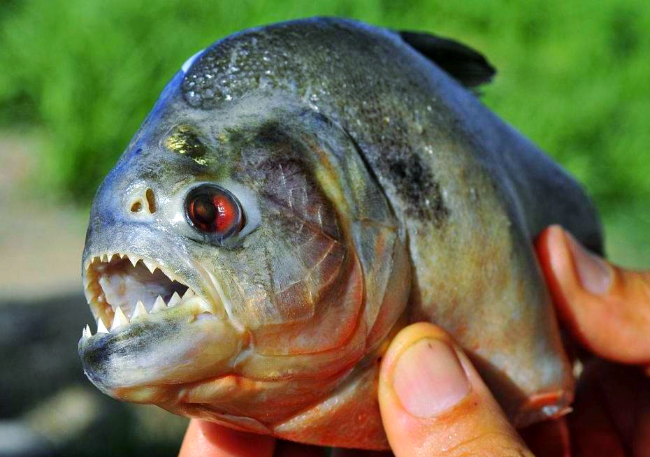 食人鱼:一种生活在亚马孙河流域的凶猛淡水鱼