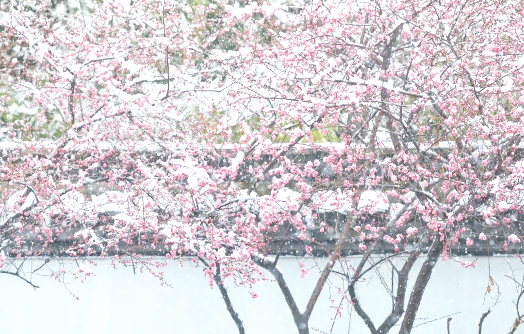 雪中梅花:浙江冬日的迷人交响曲