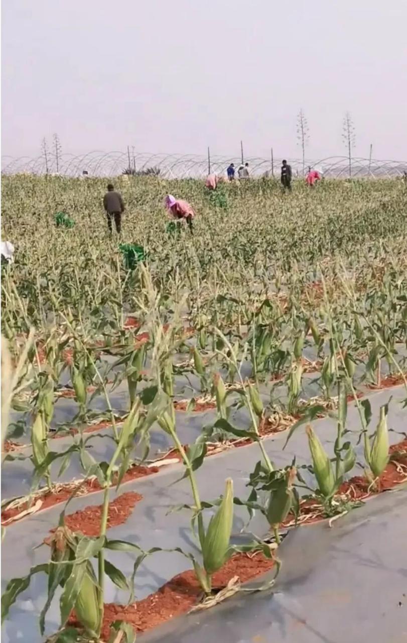 太空培育的良种?转基因品种?哪种才是真正的玉米,我也傻傻分不清了.