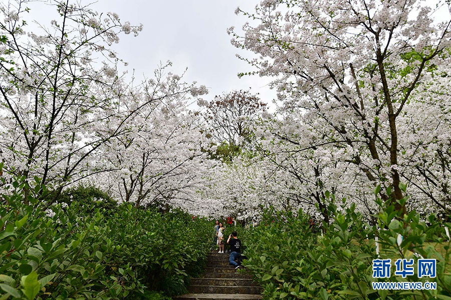 重慶南山植物園春光正盛