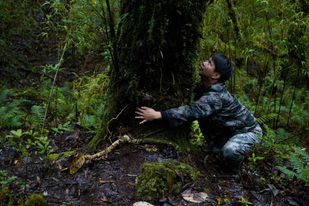 树龄超500年!保山昌宁发现一株云南野生红豆杉