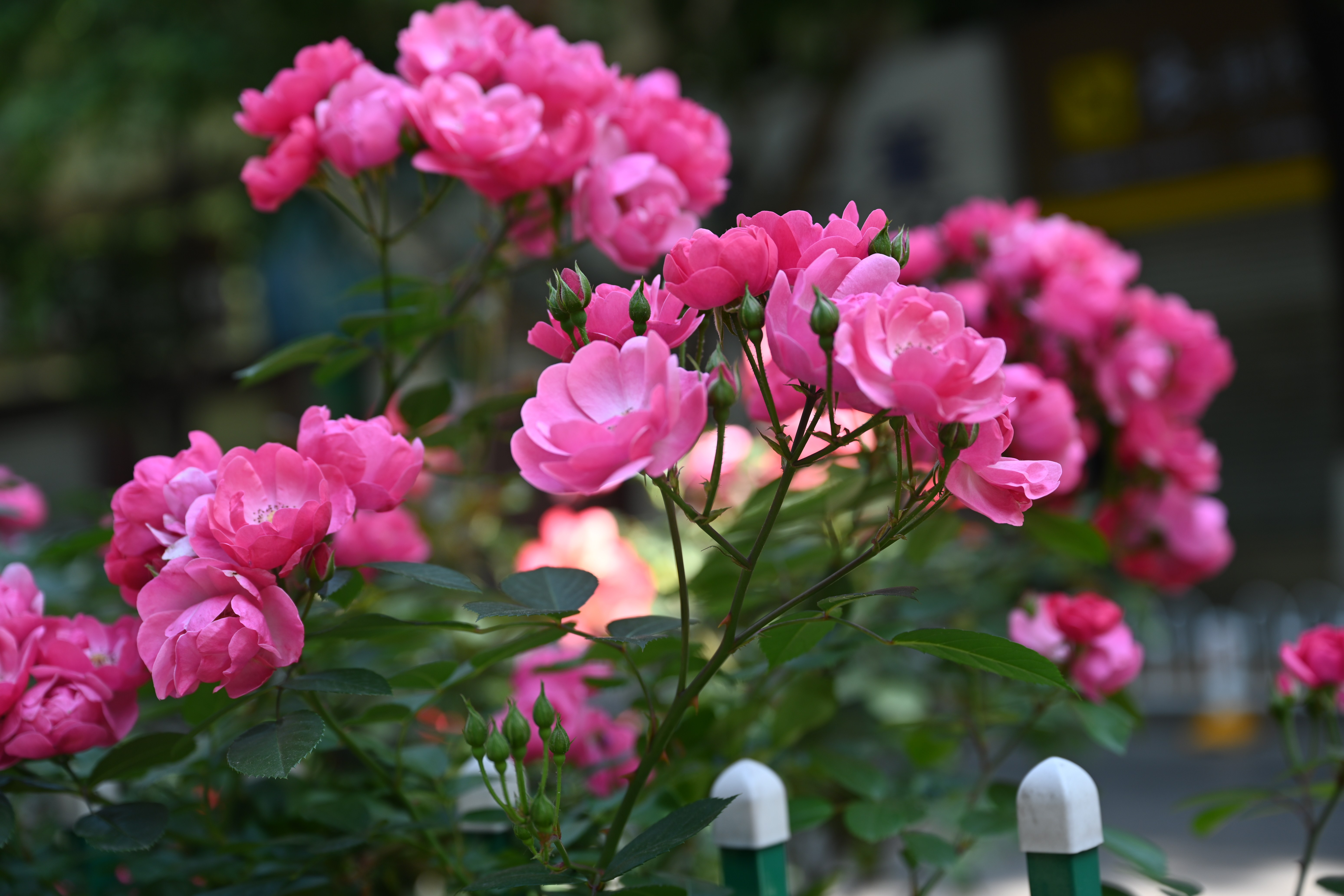 晚春时节麒麟城区的丰花月季怒放