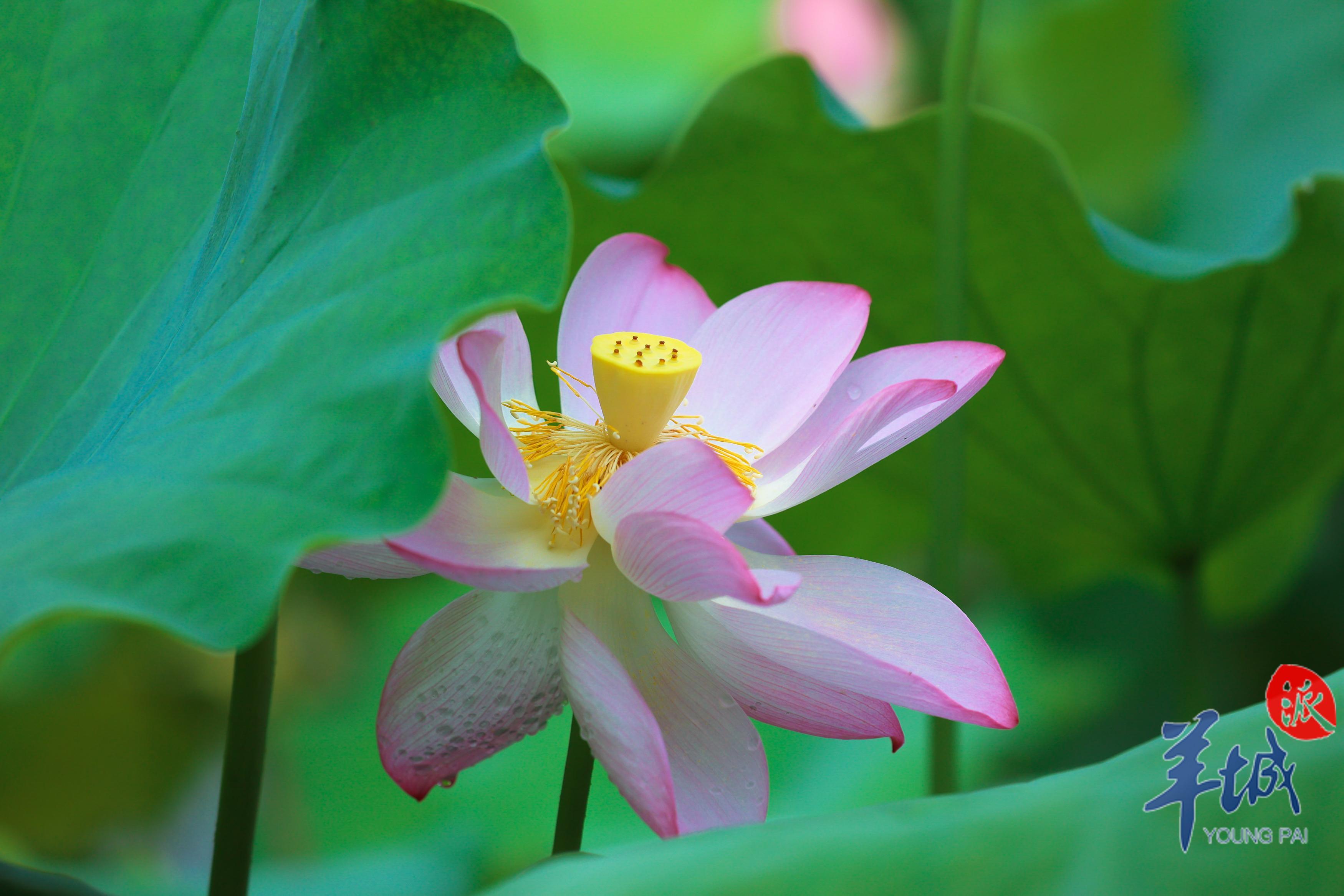 视频·大美岭南|清远连南:倏忽温风 步步生莲