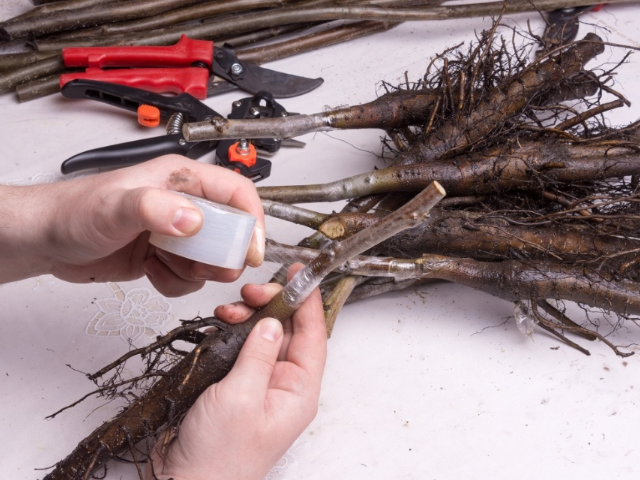 榆树扦插时间和方法