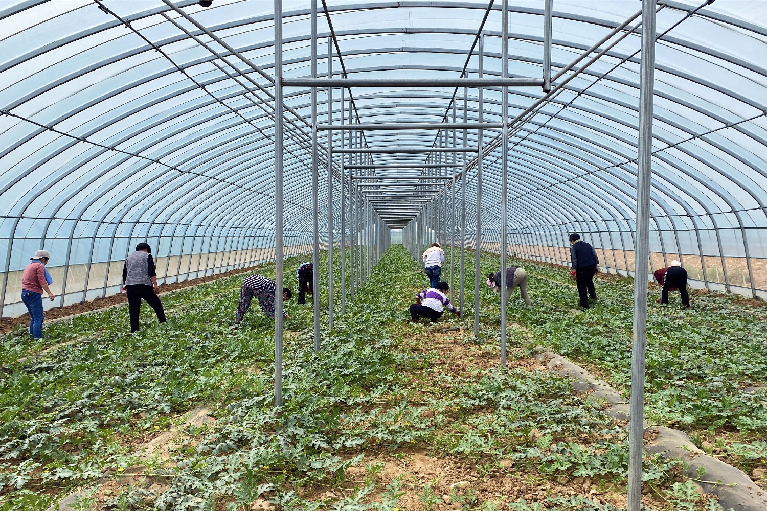 衡水冀州区周村镇:大棚西瓜授粉忙 特色种植促振兴