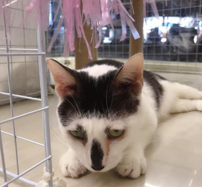 一只奶牛猫长得会有多潦草?看到第一只我就震惊了 一只奶牛猫长得会有多潦草?看到第一只我就震惊了
