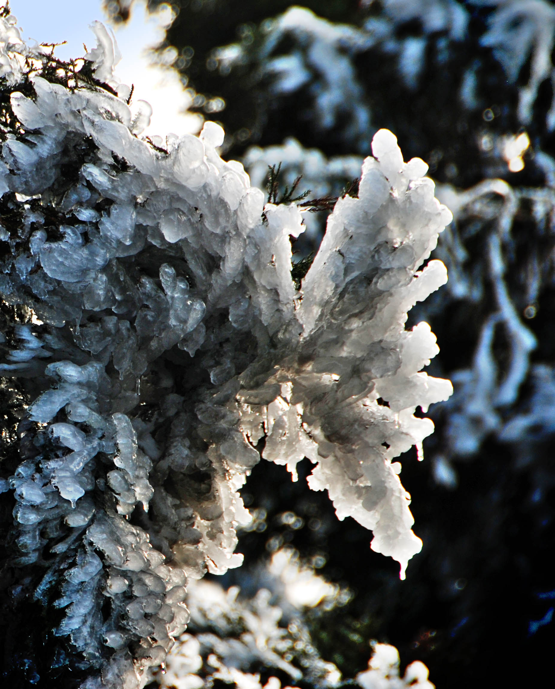 今天大雪:图赏南岳雾凇,感悟南岳晶莹剔透的冰雪雾凇传神美景!