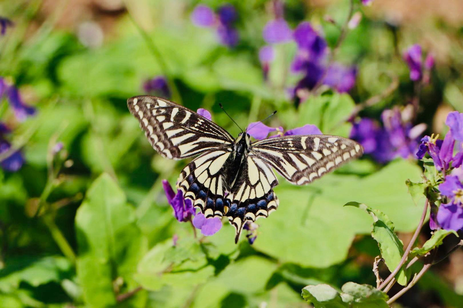 组图|微距中的风景
