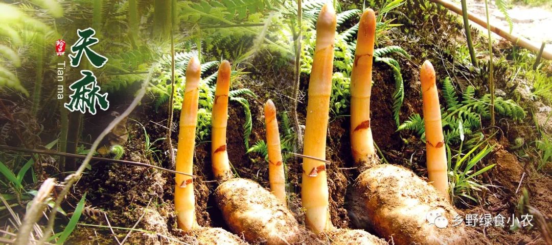 云南昭通小草坝天麻批发市场 2020年最新商品信息聚合专区 百度爱