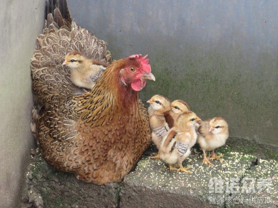 小雞一天吃多少飼料,雛雞飼料配方及做法