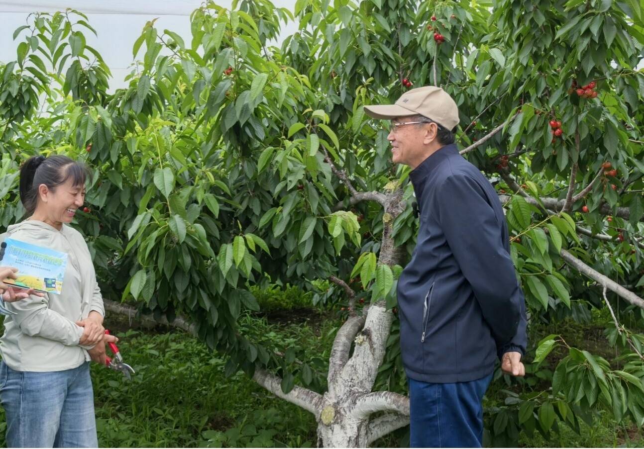 雨后救园！用科技守护“樱桃红”——2026巾帼科技助农兴农直通车走进泰安 - 图3