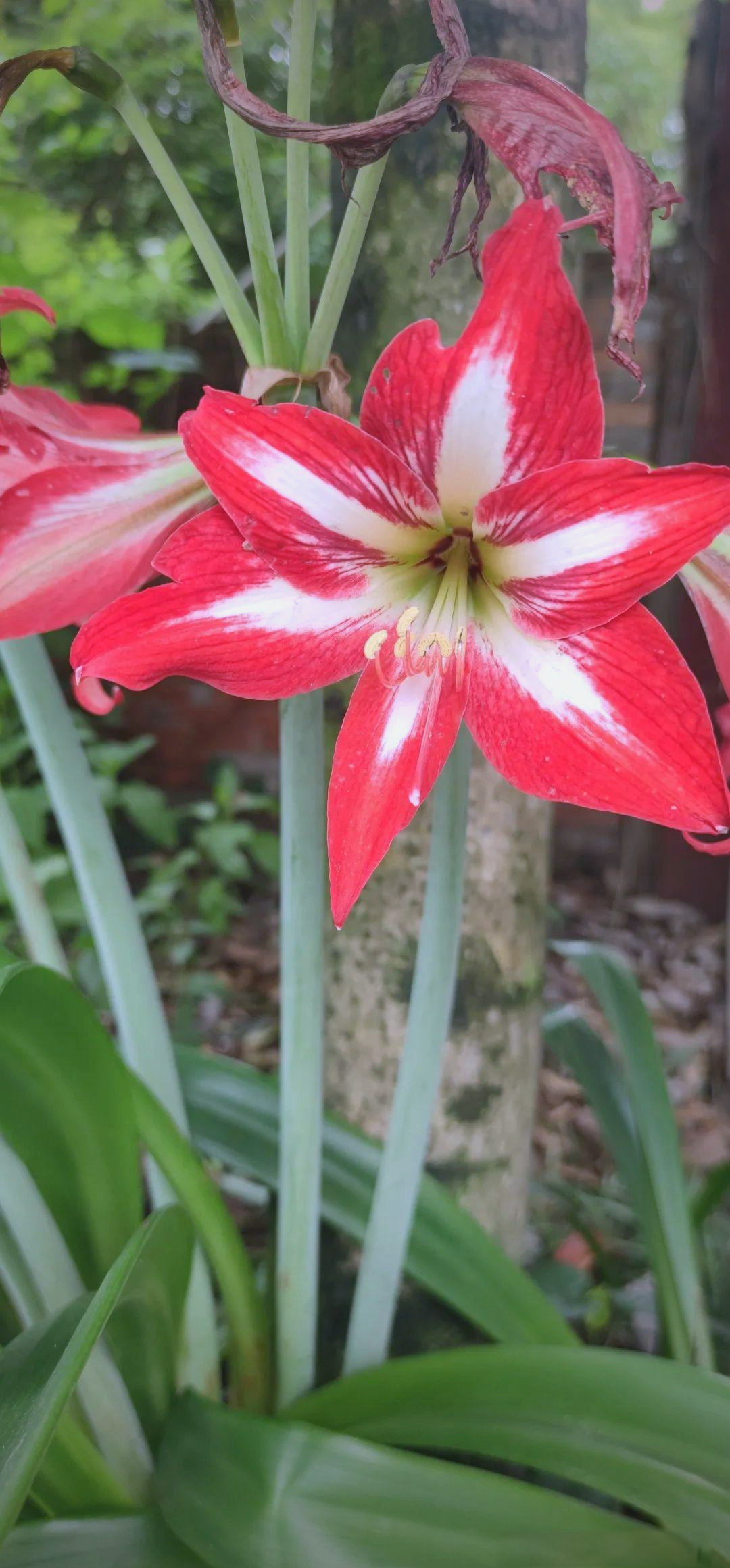 探秘朱顶红:一种美丽的多年生草本植物