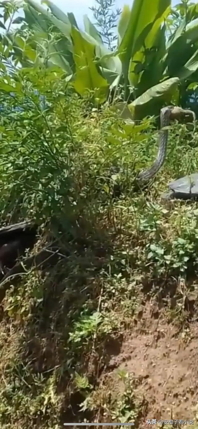 望而生畏!云南丽江,有村民在野外山中,发现条四米多长的大黑蛇
