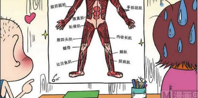 小茵喜欢"肌肉男"海报,结果呆头竟送小茵一副"解剖图"!