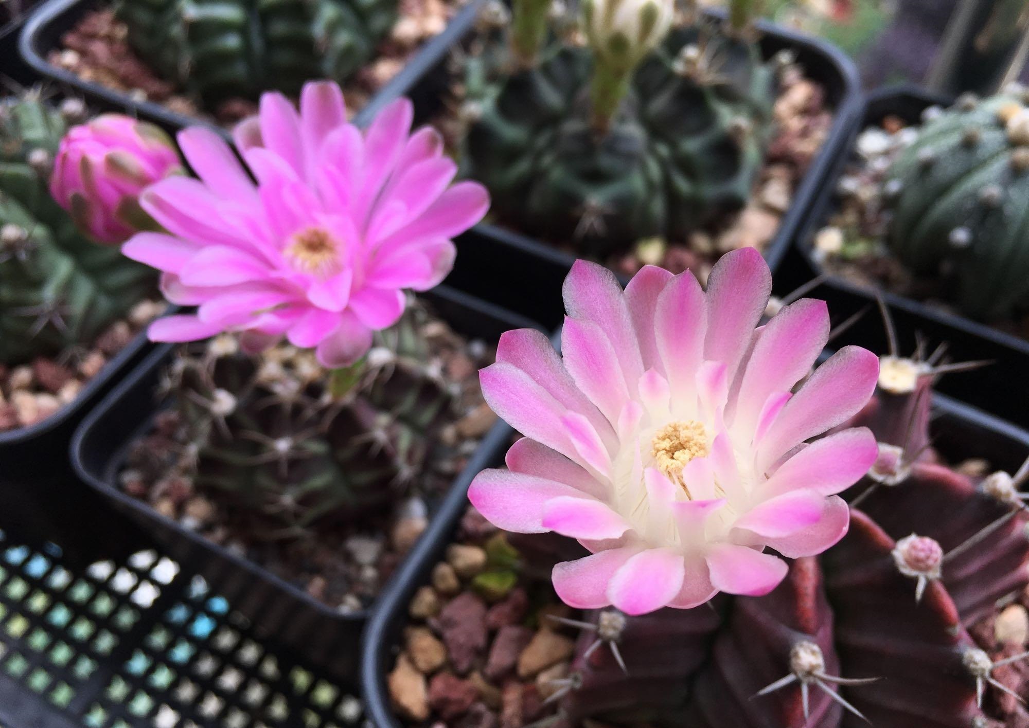 一种以"牡丹"为名的仙人球,花朵超美,每年开多次,皮实还好养