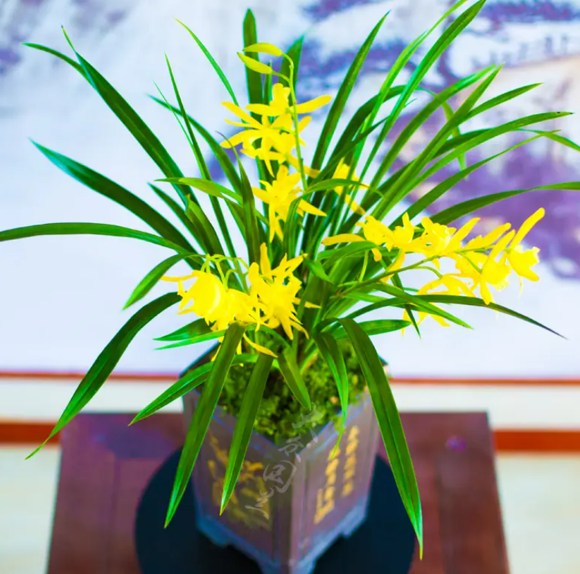 建兰名品"黄金小神童",花色耀眼,香味浓郁,新手养兰不二之选?