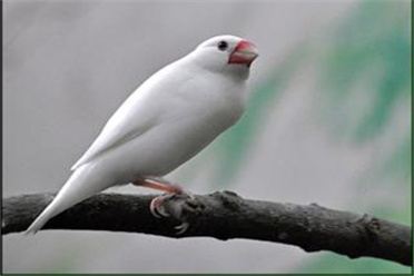 谷子小米蔬菜水果来者不拒!白珍珠鸟食性有点杂,是不挑食的好鸟