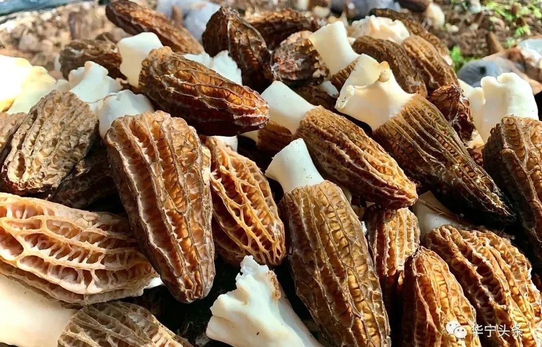 华宁县成为羊肚菌产业发展先行示范区