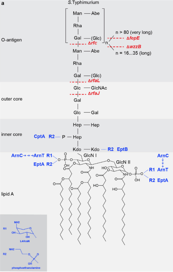 脂多糖常在细菌致病性中起主要作用,在细菌外膜中由脂质 a,寡糖和o