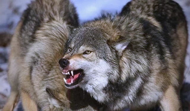 北美灰狼的体型与战斗力,挑战大型猫科动物