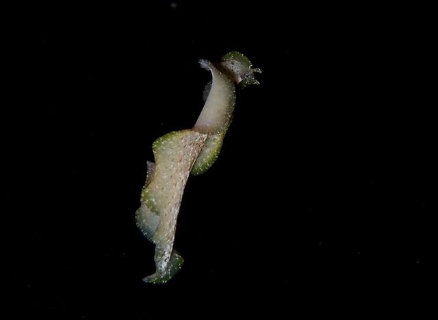 水摄之扁虫(6):青边(布纳肯)